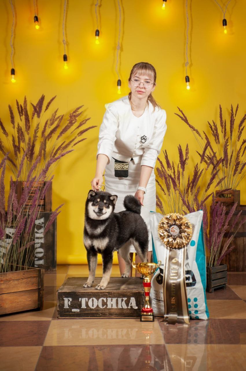 مولد نژاد شیبا اینو مایلو (Milo)